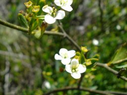 Montinia caryophyllacea pollen grain travels